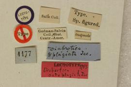              Diabrotica octoplagiata Jacoby, lectotype,   labels       