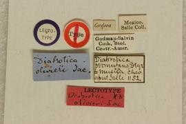              Diabrotica olivieri Jacoby, lectotype, labels       