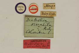              Diabrotica ornatula Baly, lectotype, labels       