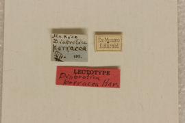              Diabrotica porracea Harold, lectotype, labels       