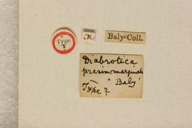              Diabrotica prasinomarginata Baly, lectotype, labels       