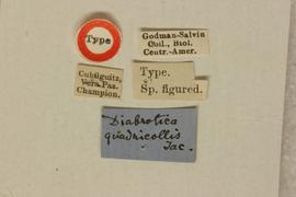              Diabrotica quadricollis Jacoby, lectotype,   labels       