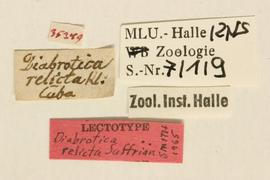              Diabrotica relicta Suffrian, lectotype,   labels       