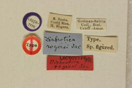              Diabrotica rogersi Jacoby, lectotype,   labels       