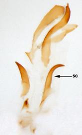              Diabrotica pulchella (Jacquelin-du-Val), internal sac, ventral   view       