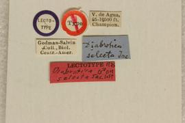              Diabrotica selecta Jacoby, lectotype, labels       