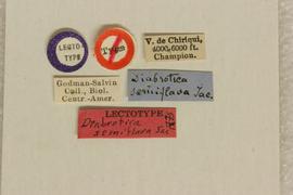              Daibrotica semiflava Jacoby, lectotype, labels       