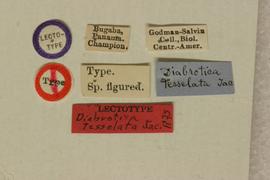              Diabrotica tessellata Jacoby, lectotype,   labels       