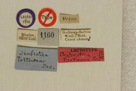              Diabrotica tortuosa Jacoby, lectotype, labels       