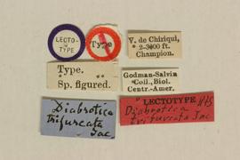              Diabrotica trifurcata Jacoby, lectotype, labels       