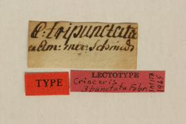              Crioceris tripunctata Fabricius, lectotype,   labels       