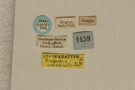   Diabrotica dmitrygloblini  Derunkov, Prado, Tishechkin, Konstantinov, holotype, labels 