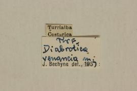              Diabrotica venancia Bechyné, holotype, labels       