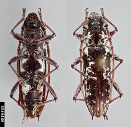   Elaphidion cryptum  dorsal & ventral 

 Lindsey Seastone, Museum Collections: Coleoptera, USDA APHIS PPQ, Bugwood.org 
