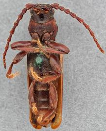   Tetropium cinnamopterum  ventral 
