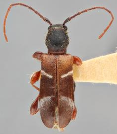   Eumichthus oedipus  dorsal 
