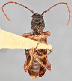   Eumichthus oedipus  ventral 
