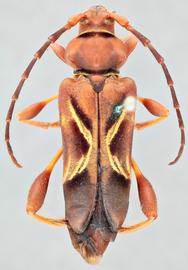   Physocnemum andreae  dorsal 
