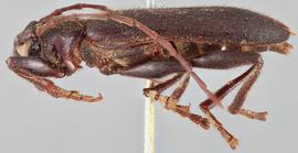   Saphanus piceus  lateral 
