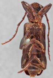   Saphanus piceus  ventral 
