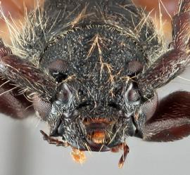   Semanotus amplus sequoiae  frontal 
