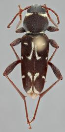   Xylotrechus longitarsus  dorsal 
