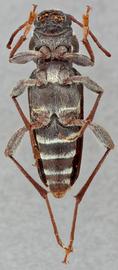   Xylotrechus longitarsus  ventral 
