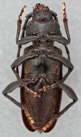   Semanotus amethystinus  ventral 
