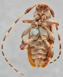   Leiopus  sp. ventral 
