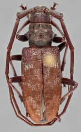   Monochamus obtusus  male dorsal 
