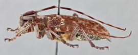   Monochamus obtusus  female lateral 
