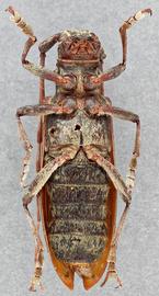   Monochamus marmorator  female ventral 
