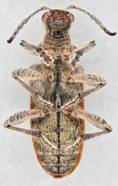   Rhagium inquisitor  ventral 
