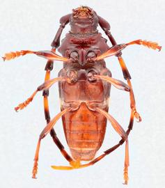   Trachyderes succincta  ventral 
