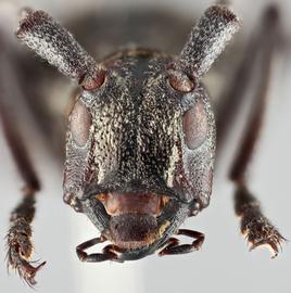   Monochamus c. latus  female frontal 
