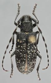   Monochamus impluviatus  female dorsal 
