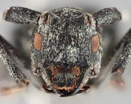   Monochamus impluviatus  female frontal 
