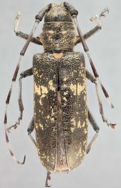   Monochamus s. sartor  female dorsal 
