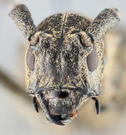   Monochamus s. sartor  female frontal 
