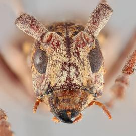   Monochamus titillator  female frontal 
