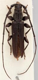   Delagrangeus angustissimus  dorsal
