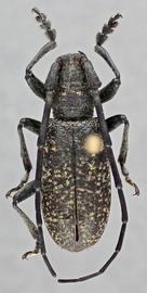   Monochamus impluviatus  male dorsal 
