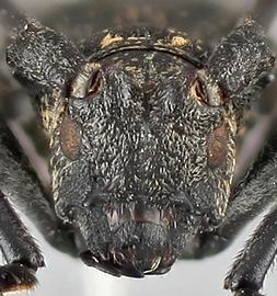   Monochamus impluviatus  male frontal 
