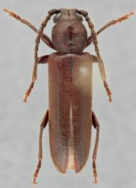   Megasemum asperum  dorsal 
