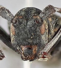   Monochamus saltuarius  female frontal 
