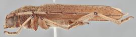   Stromatium longicorne  lateral 
