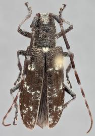   Monochamus scutellatus  dorsal 
