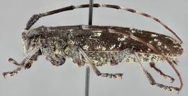   Monochamus scutellatus  lateral 
