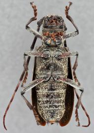   Monochamus scutellatus  female ventral 
