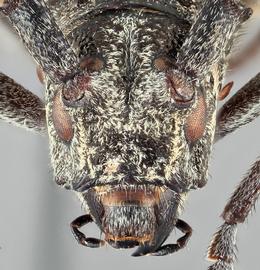   Monochamus scutellatus  frontal 
